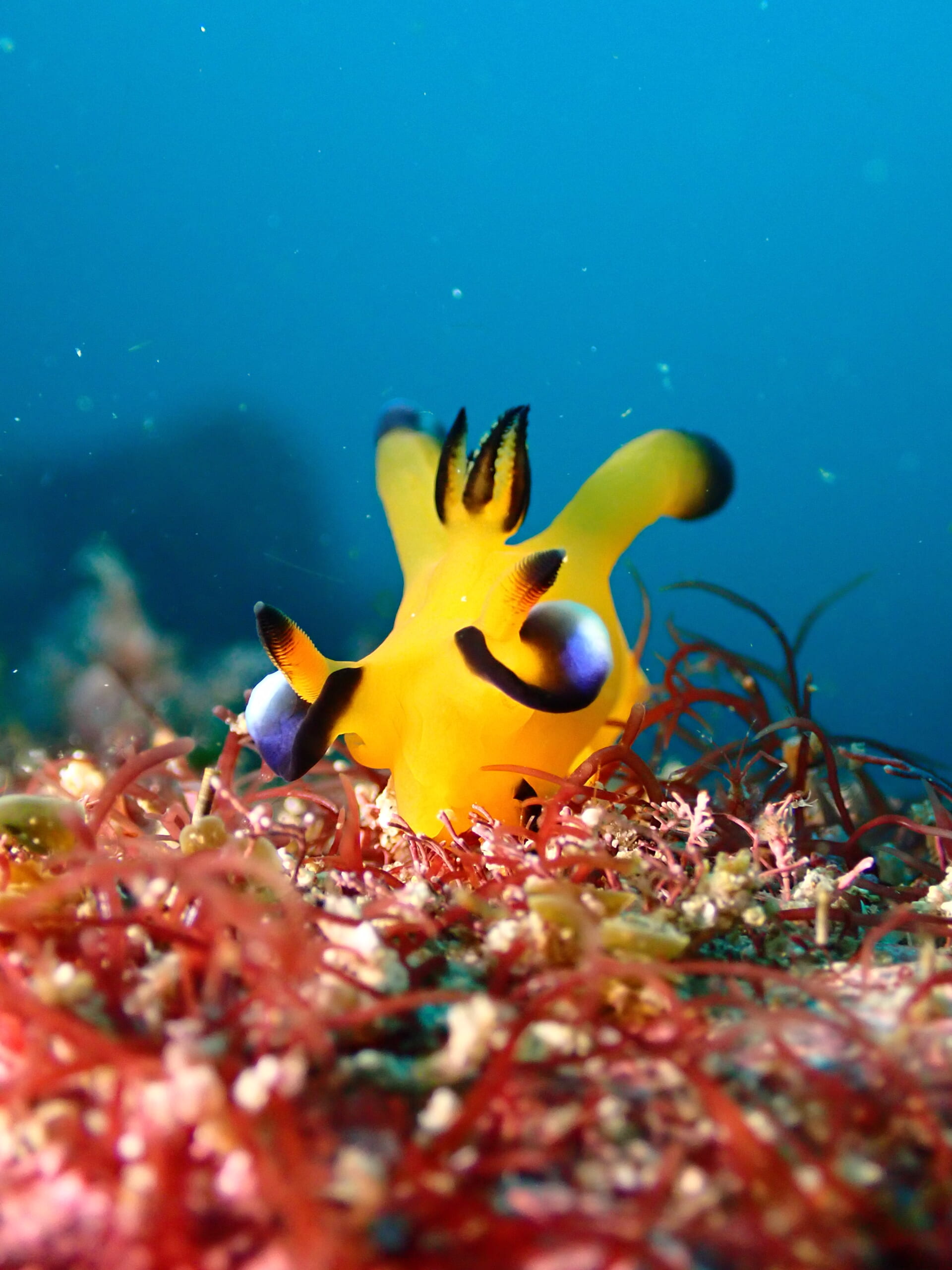 ウミウシについてpart２