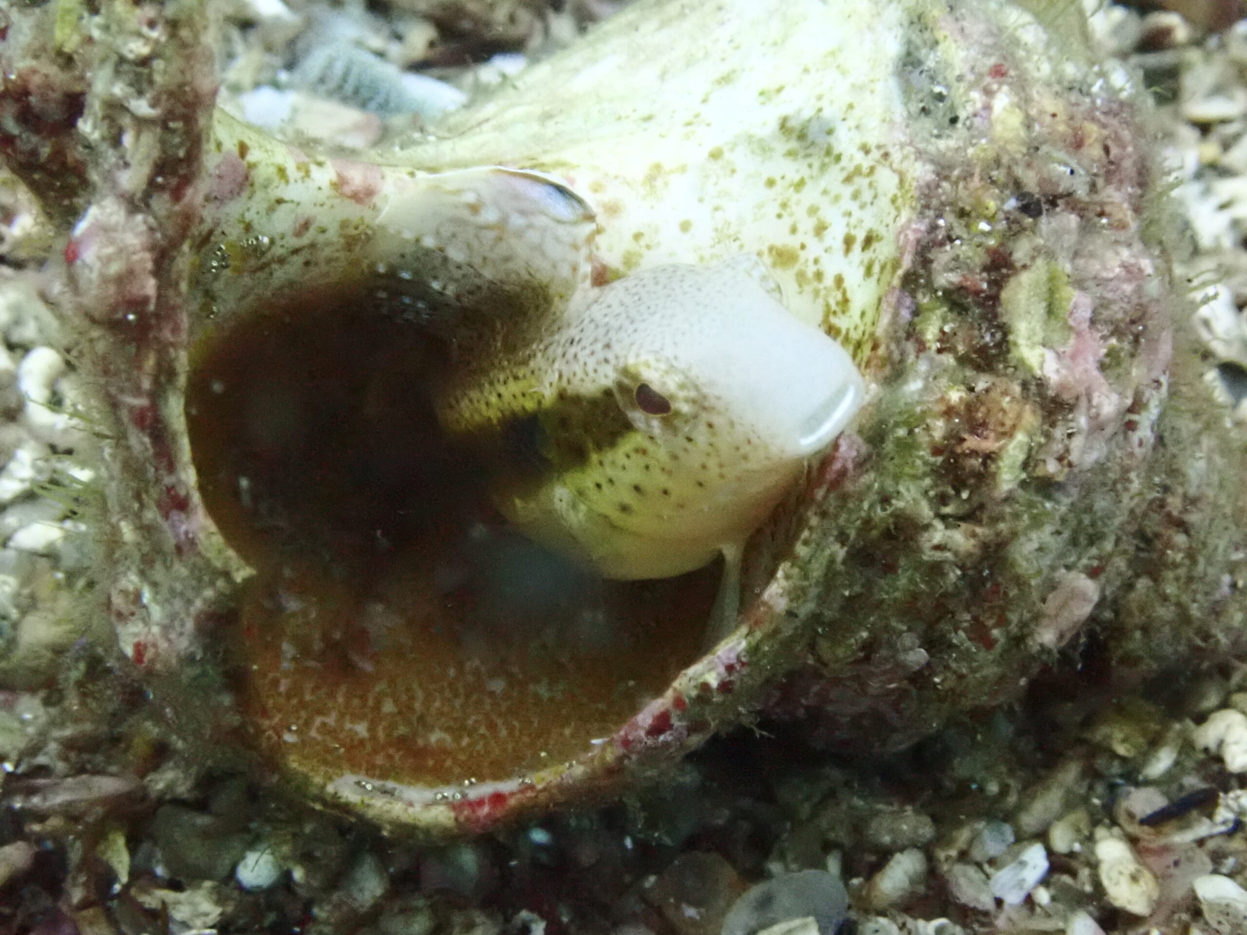 竹野FDに行ってきました🤿