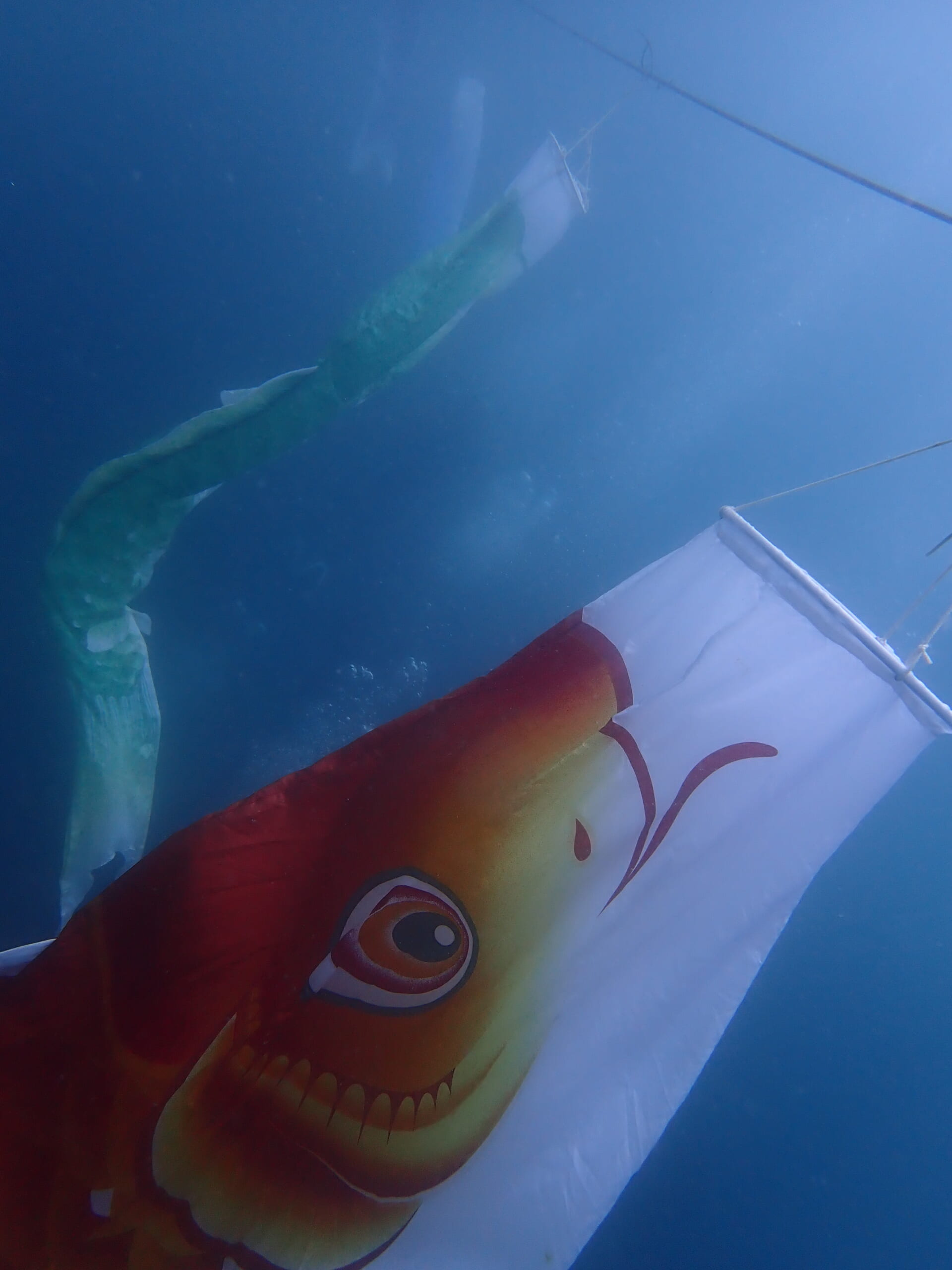 こいのぼりFDに行ってきました！