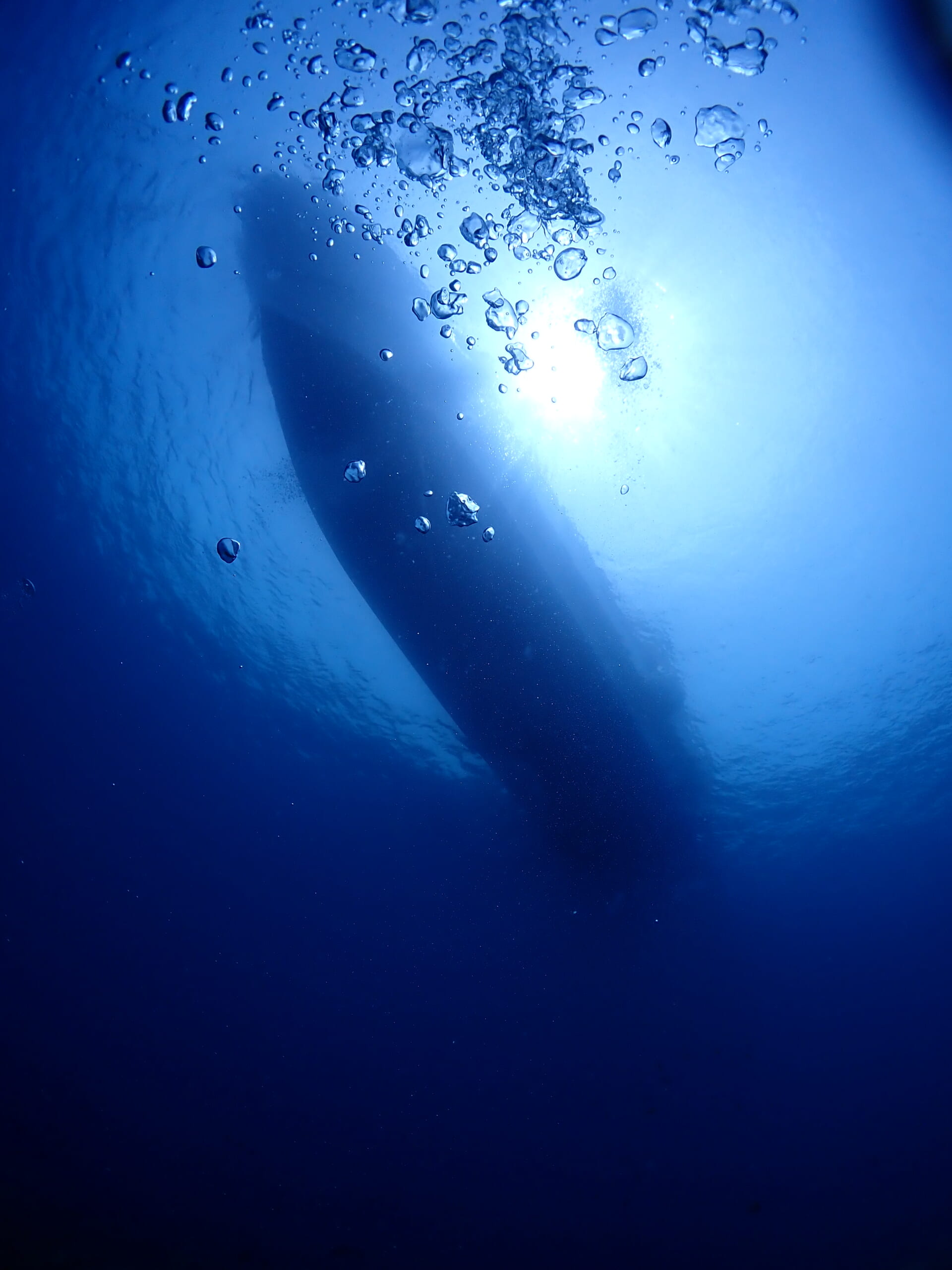 冠島FDに行ってきました🤿