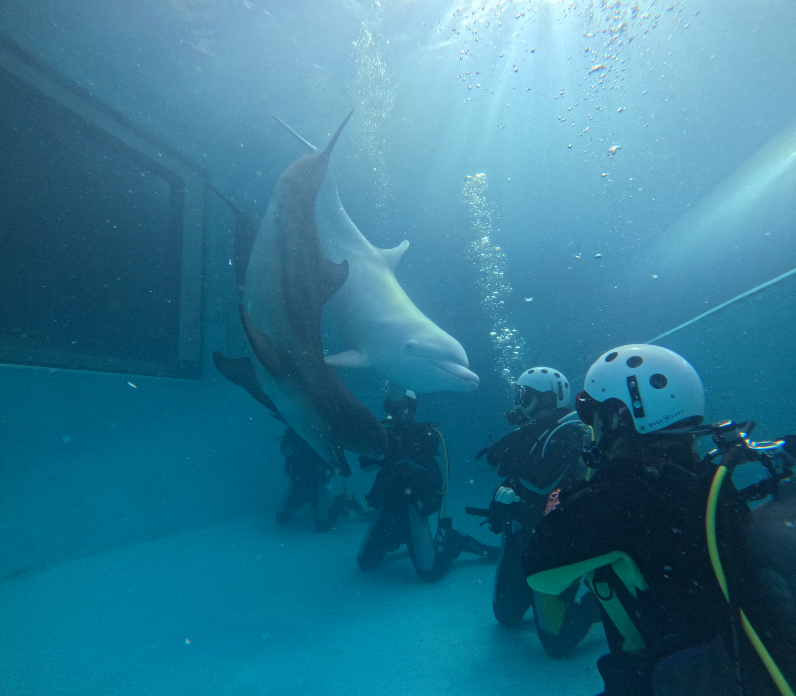 ドルフィンFD🐬