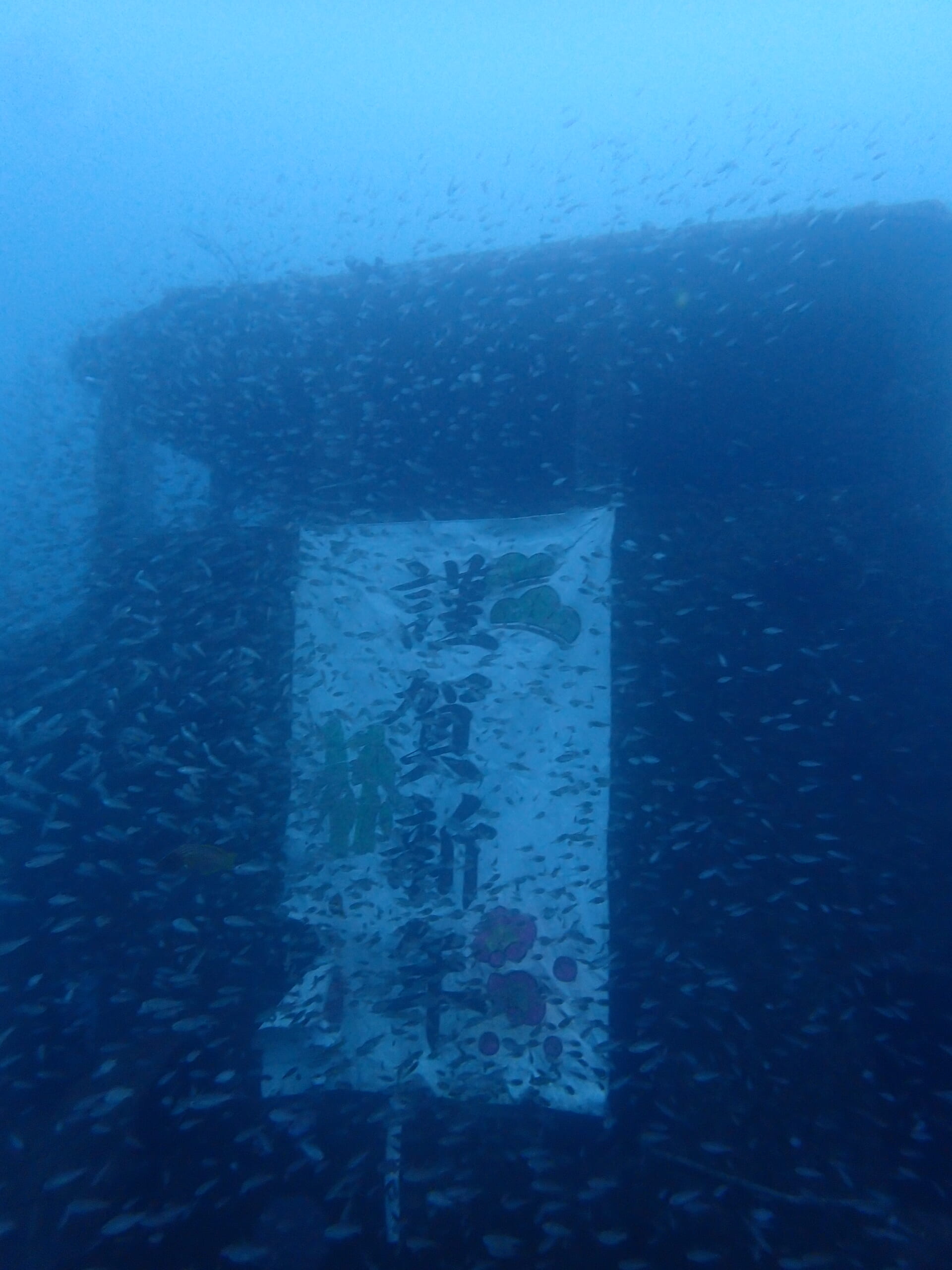 白浜で初潜りFD🤿