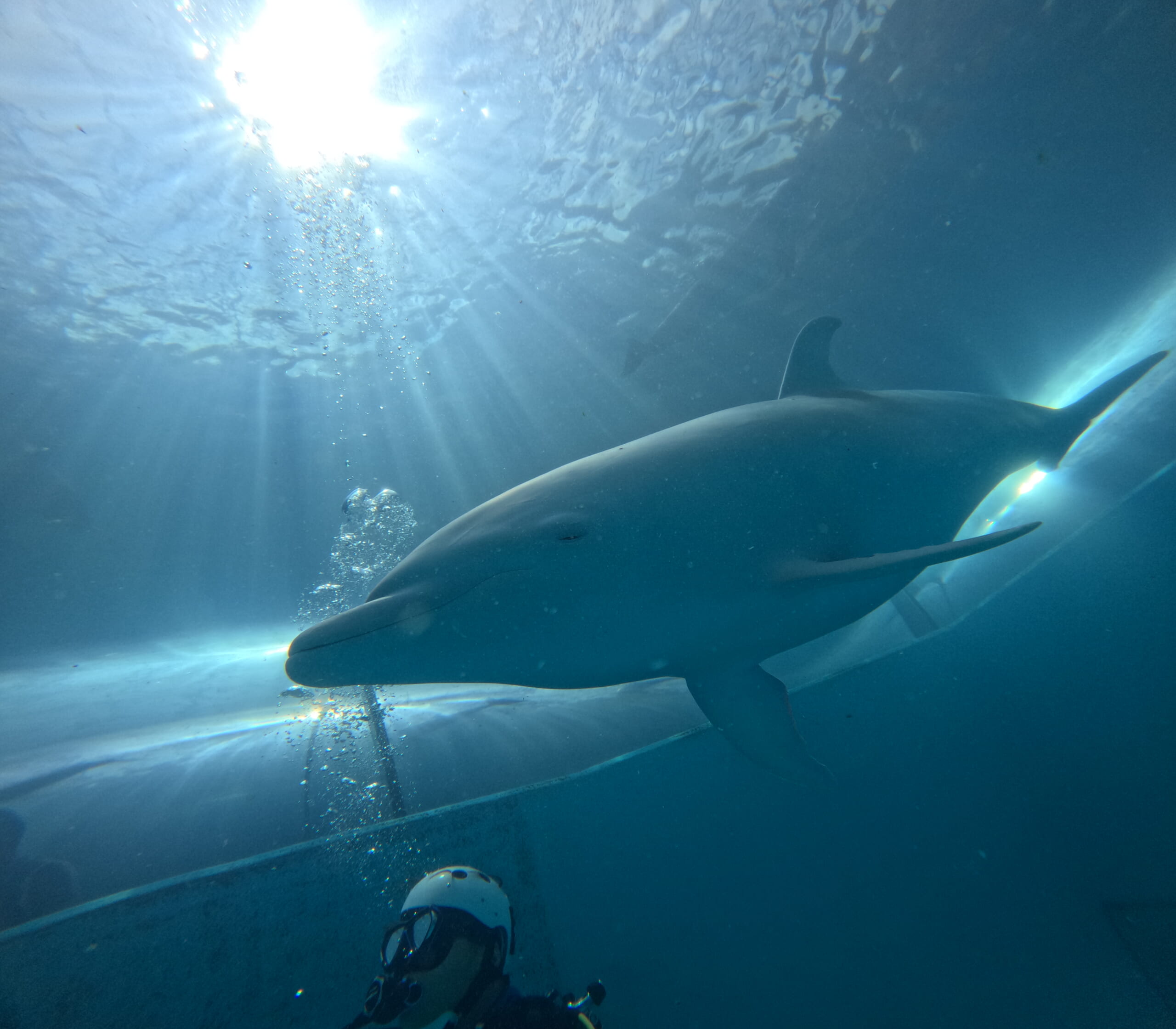 ドルフィンダイブ🐬