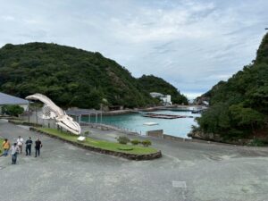 ドルフィンFD🐬︎