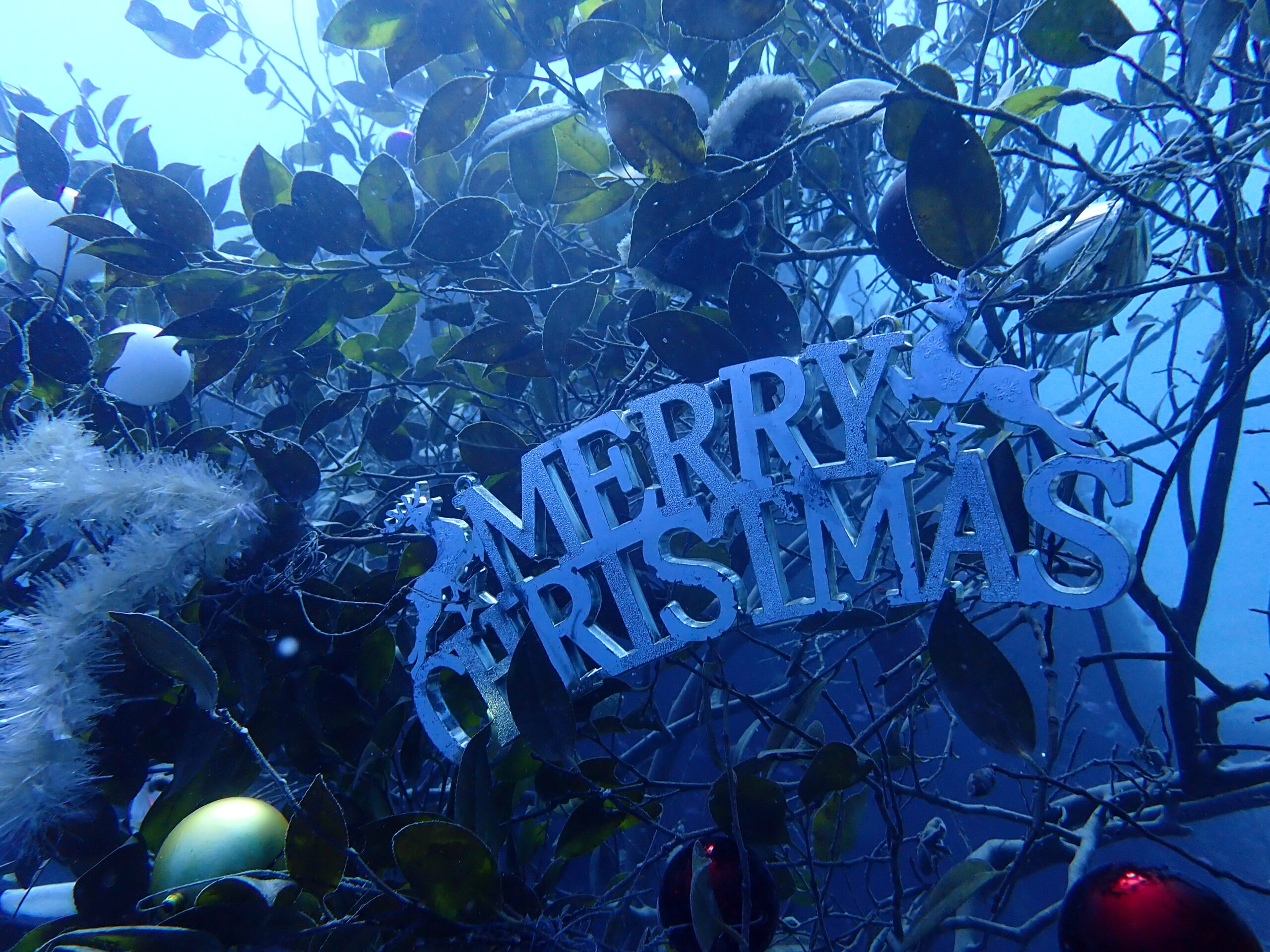 第二弾！クリスマス＆潜り納めFD🎄