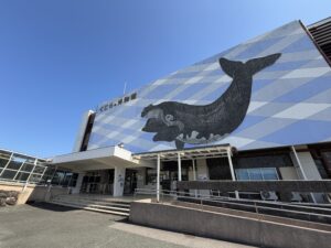 ドルフィンダイブ🐬