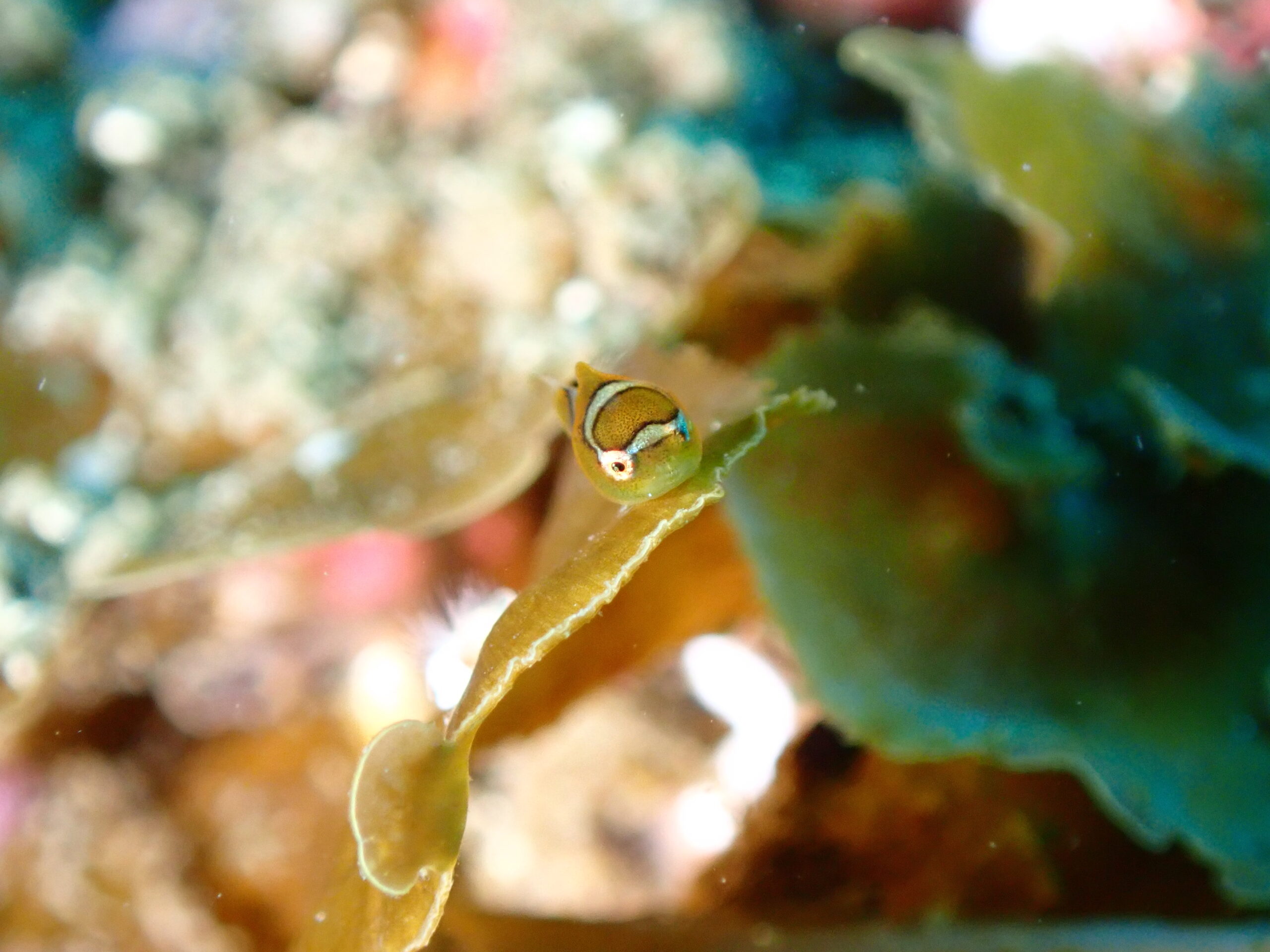 リベンジ🔥ダンゴFD